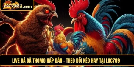 live đá gà Thomo